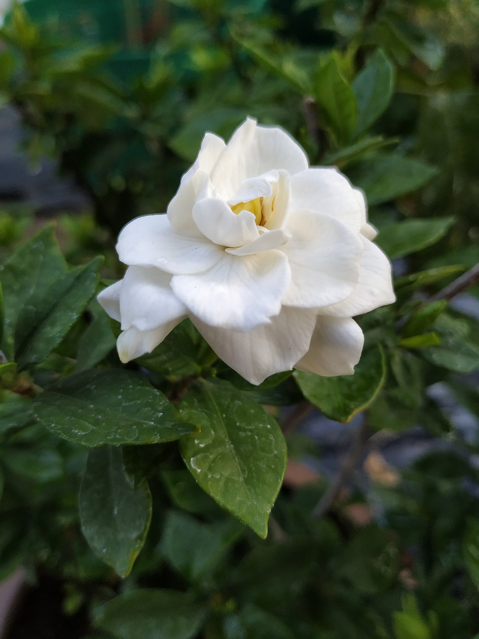 a white flower sitting on top of a lush green plant, by Joy Garnett, renaissance, natural point rose', jasmine, mid 2 0's female, listing image