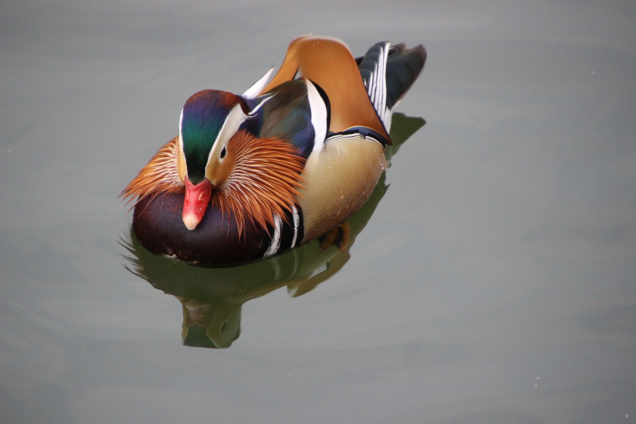 a duck floating on top of a body of water, by Jan Rustem, flickr, professional paint job, daoshu, animals mating, varnished