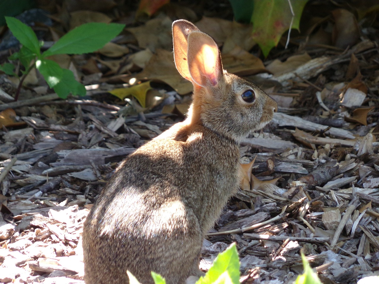 a rabbit that is sitting in the dirt, flickr, amongst foliage, large ears, side view profile, on a sunny day