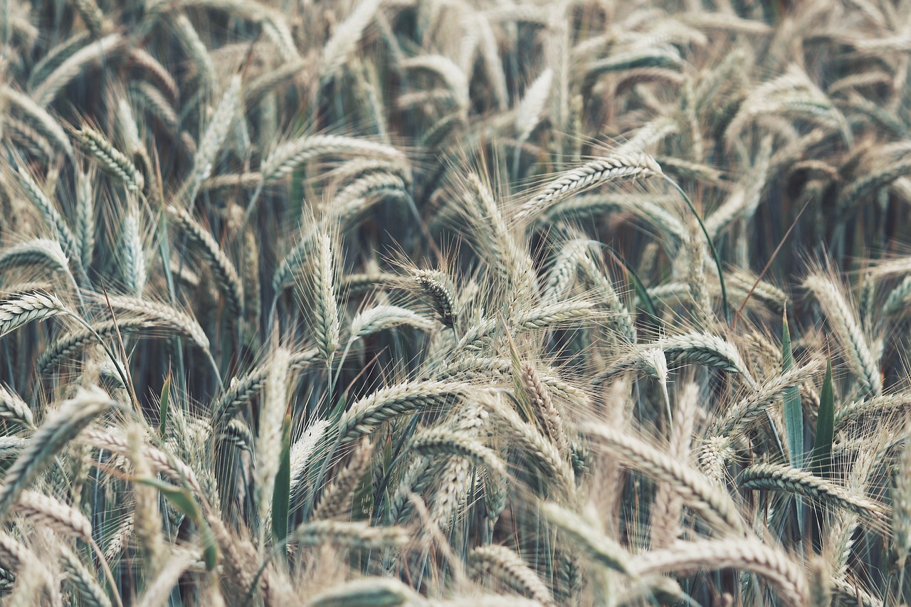 a field of wheat ready to be harvested, a macro photograph, by Karl Buesgen, pexels, precisionism, retro effect, stock photo, in a open green field, faded colors