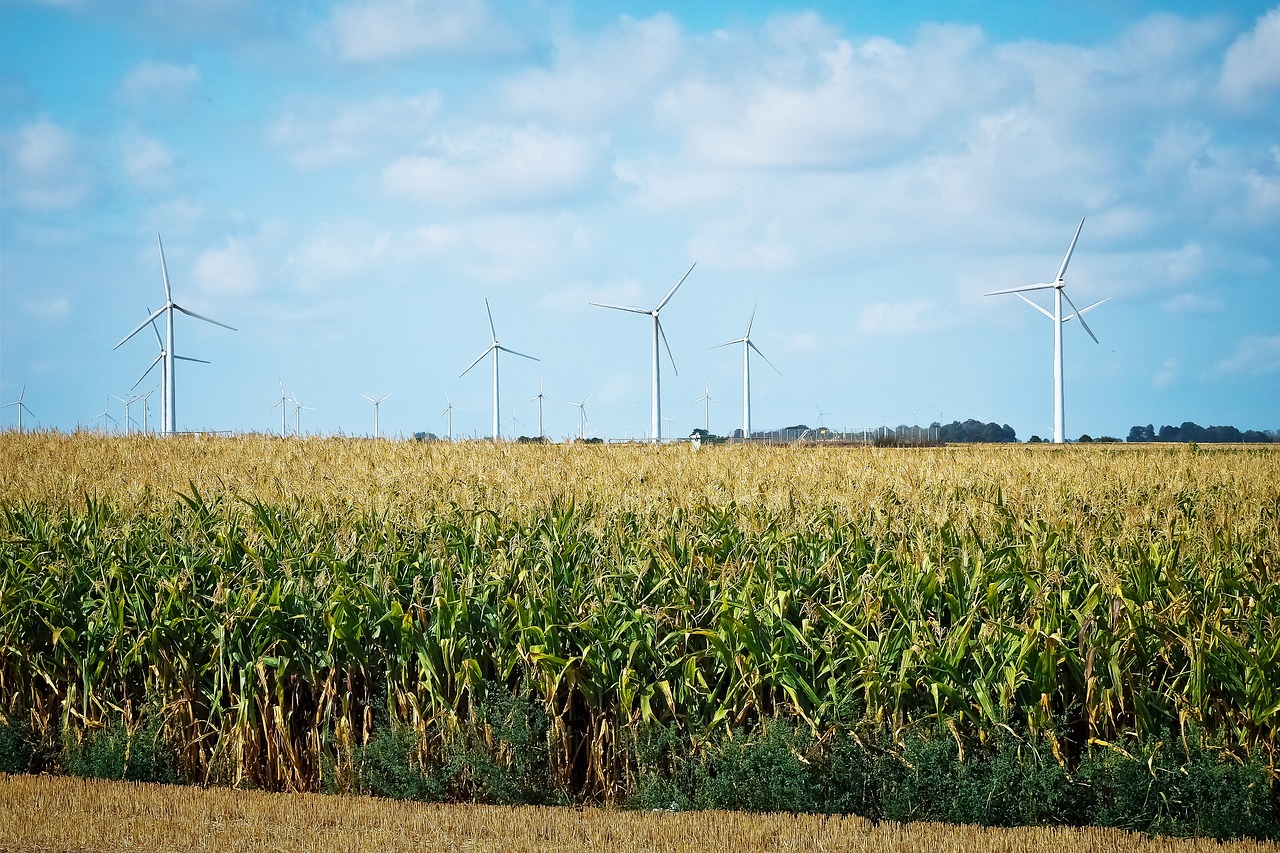 a corn field with wind turbines in the background, a stock photo, by Scott M. Fischer, pexels, brazil, usa-sep 20, wide long view, detailed zoom photo