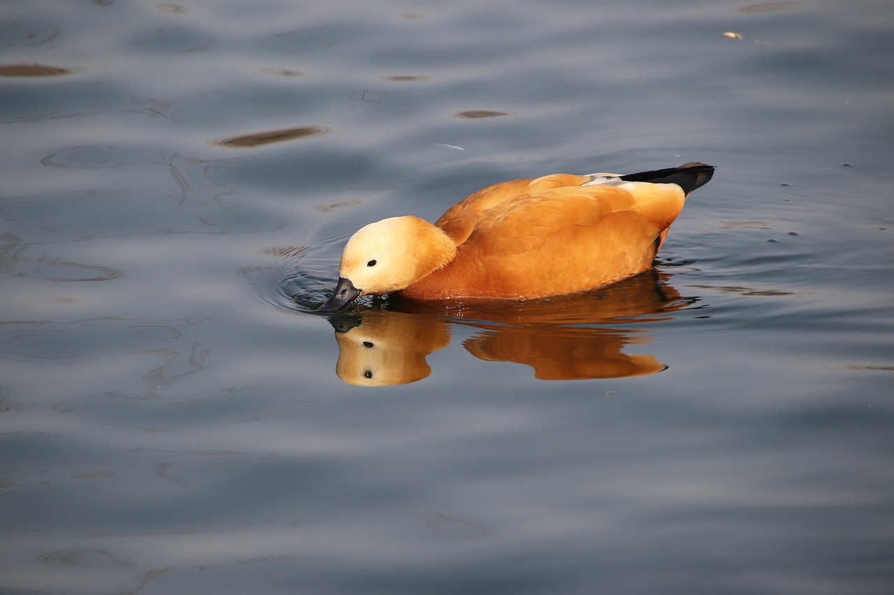 a duck floating on top of a body of water, a portrait, hurufiyya, balding, amber, mid shot photo, jin shan