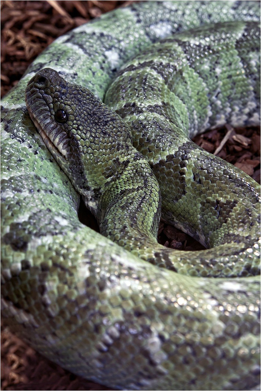 a close up of a snake laying on the ground, a portrait, by Robert Brackman, flickr, green colored skin!!, nest of vipers, taken with a pentax k1000, mega-detailed