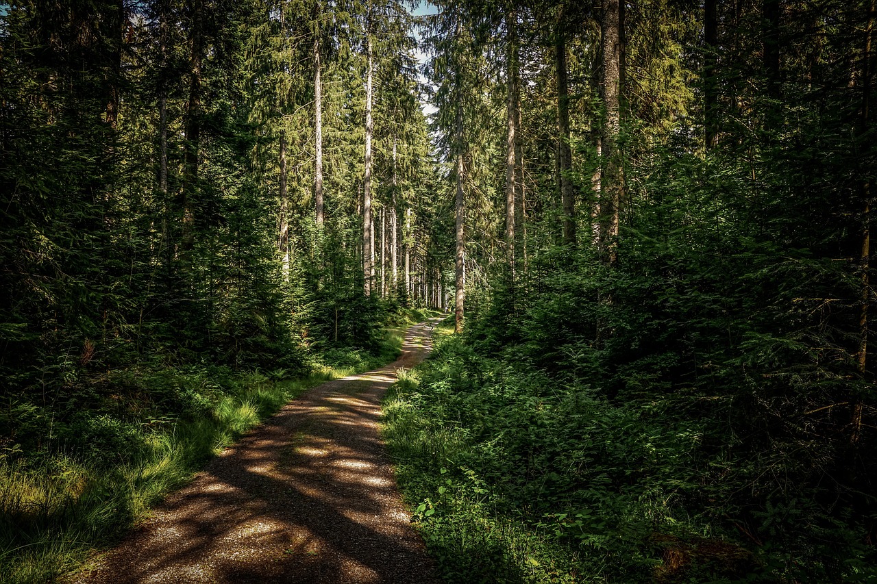 a dirt road in the middle of a forest, by Thomas Häfner, black forest, ((forest)), postprocessed, summer afternoon