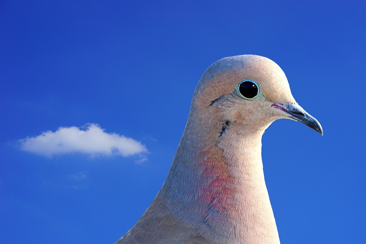 a close up of a pigeon against a blue sky, by Jan Rustem, shutterstock, photorealism, denoised photorealistic render, realistic colorful photography, holy spirit, post-processing. high detail