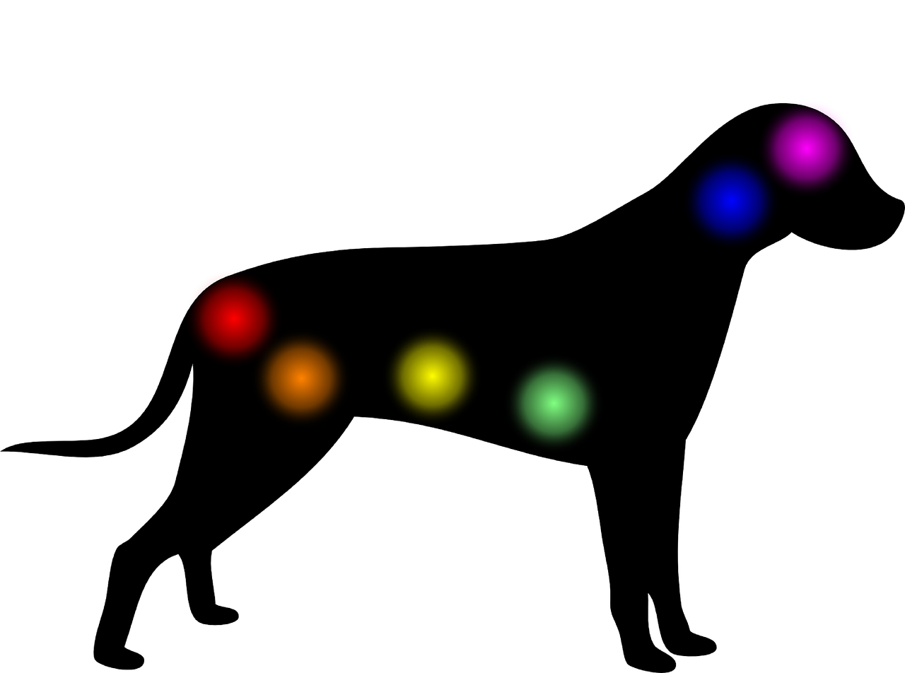 a dog with seven chakrai chakrai chakrai chakrai chakrai chakrai chakrai chakrai, an illustration of, by Karel Štěch, pixabay, disco lights, the smooth black lioness, random scheme color, anatomic