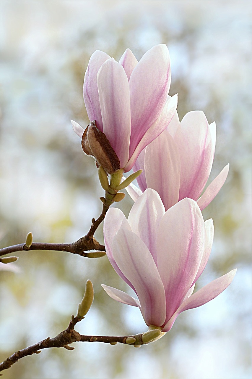 a close up of two flowers on a tree, by Jan Rustem, trending on pixabay, romanticism, magnolia goliath head ornaments, trio, soft mist, three views