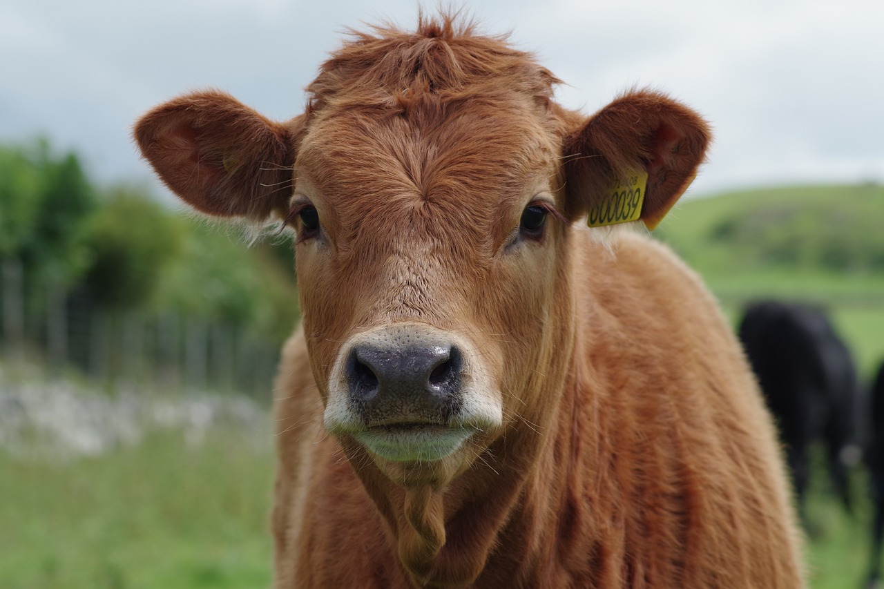 a brown cow standing on top of a lush green field, a picture, by Edward Corbett, pexels, renaissance, close - up of face, orange head, young female, light stubble