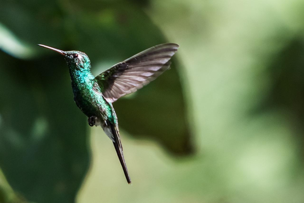 a bird that is flying in the air, by Hans Werner Schmidt, flickr, arabesque, quetzal and star-nosed mole, hummingbird, wallpaper - 1 0 2 4, emerald