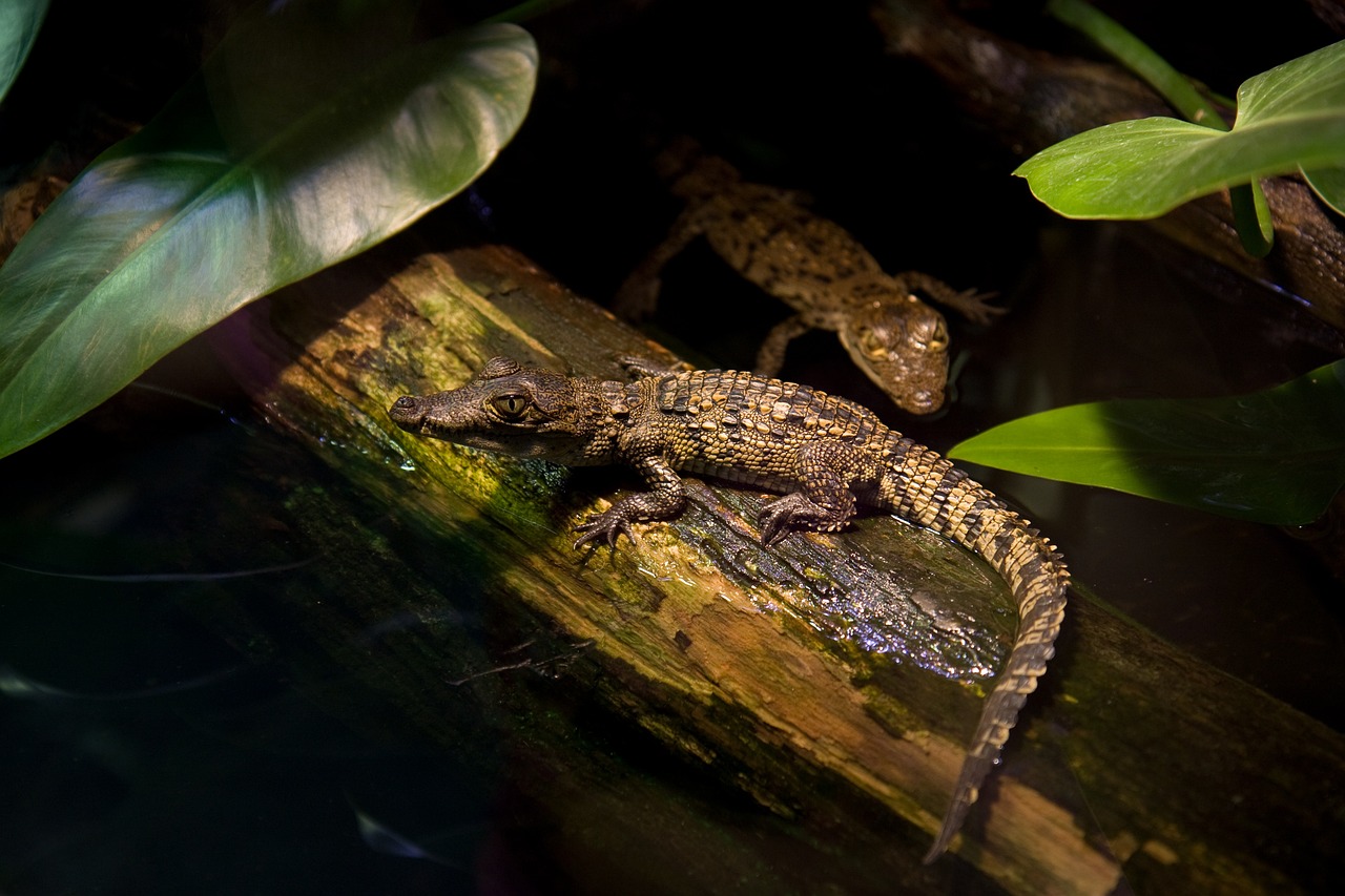 a lizard sitting on top of a piece of wood, flickr, sumatraism, photo of crocodile, in a deep lush jungle at night, mid shot photo, siblings