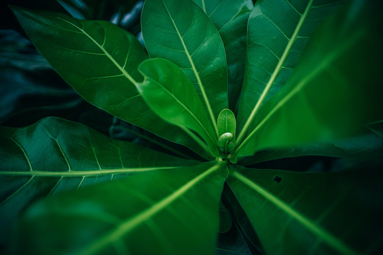 a close up of a plant with green leaves, a macro photograph, hurufiyya, magnolia, rainforest background, technology and nature in harmony, vignetting