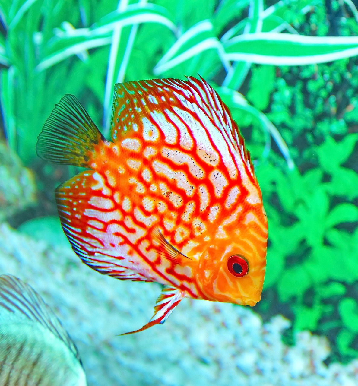 a close up of a fish in an aquarium, by Anna Haifisch, red and orange colored, the cytoplasm”, dsrl photo