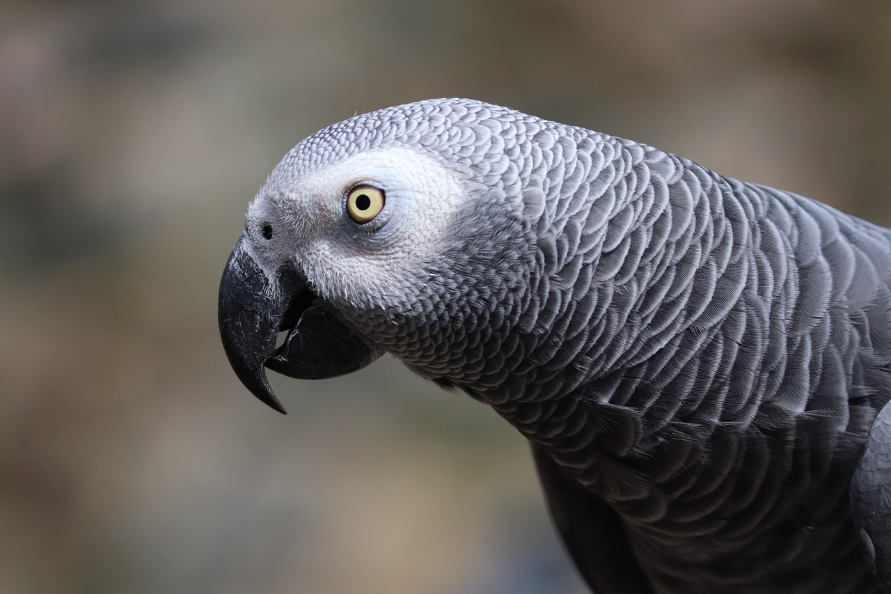 a close up of a parrot with a blurry background, a portrait, bauhaus, gray mottled skin, finely detailed face features, solid grey, also very detailed