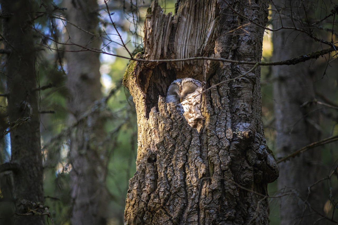 a bird that is sitting in a tree, a portrait, shutterstock, hiding behind obstacles, evening!! in the forest, motherly, 2 4 mm iso 8 0 0