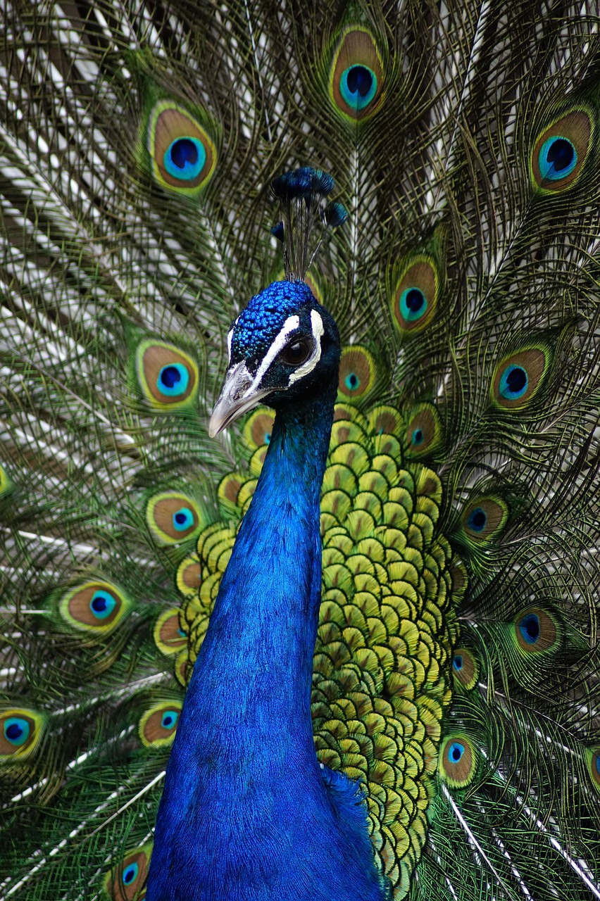 a close up of a peacock with its feathers open, pixabay, hurufiyya, 🦩🪐🐞👩🏻🦳, dressed in blue, green head, the portrait of an elegant