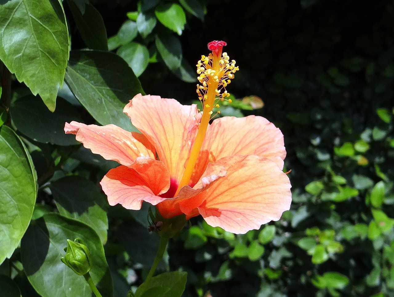 a close up of a flower with leaves in the background, hurufiyya, hibiscus, phone photo, on a sunny day, photo taken in 2018