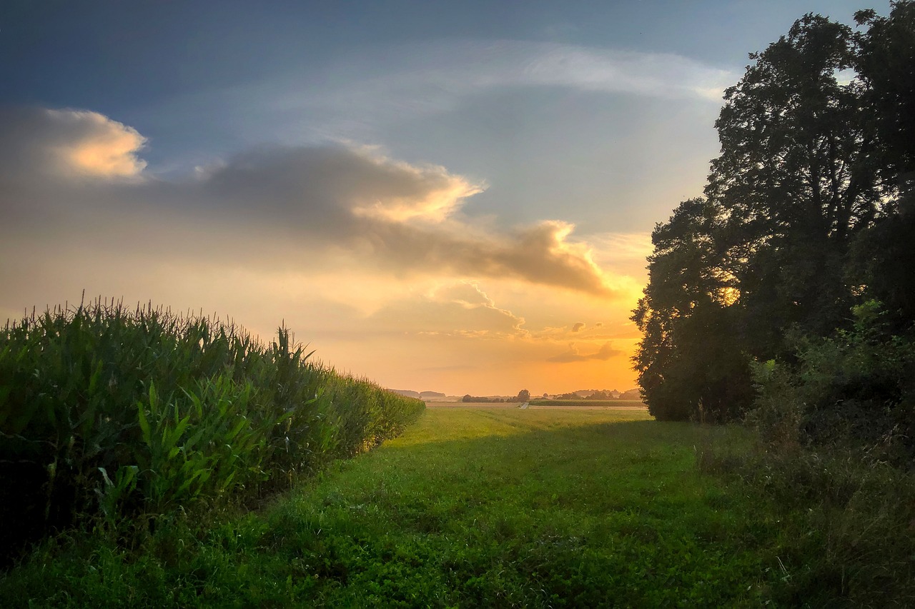 the sun is setting over a corn field, a picture, romanticism, low clouds after rain, next to farm fields and trees, looking off to the side, the best photograph of august