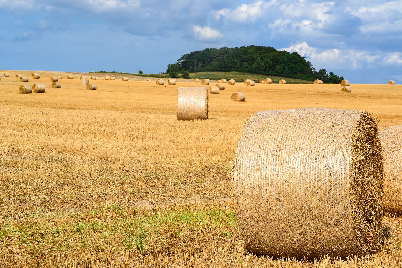 hay bales in a field with trees in the background, a picture, inspired by David Ramsay Hay, pixabay, istockphoto, spherical, in field high resolution, sweeping landscape
