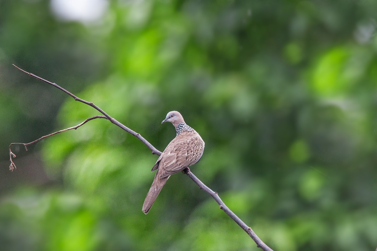 a bird sitting on top of a tree branch, shutterstock, a spotted dove flying, matte detailed photo, stock photo