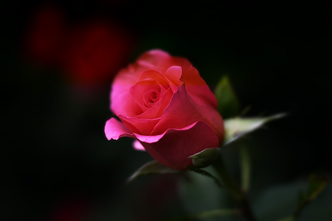 a close up of a pink rose on a stem, a macro photograph, by Hans Schwarz, trending on pixabay, romanticism, on a dark background, small red roses, photorealistic detailed picture, stock photo