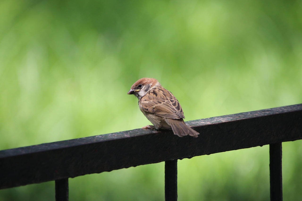 a small brown bird sitting on top of a metal fence, a picture, arabesque, tourist photo, sitting on a park bench, flash photo