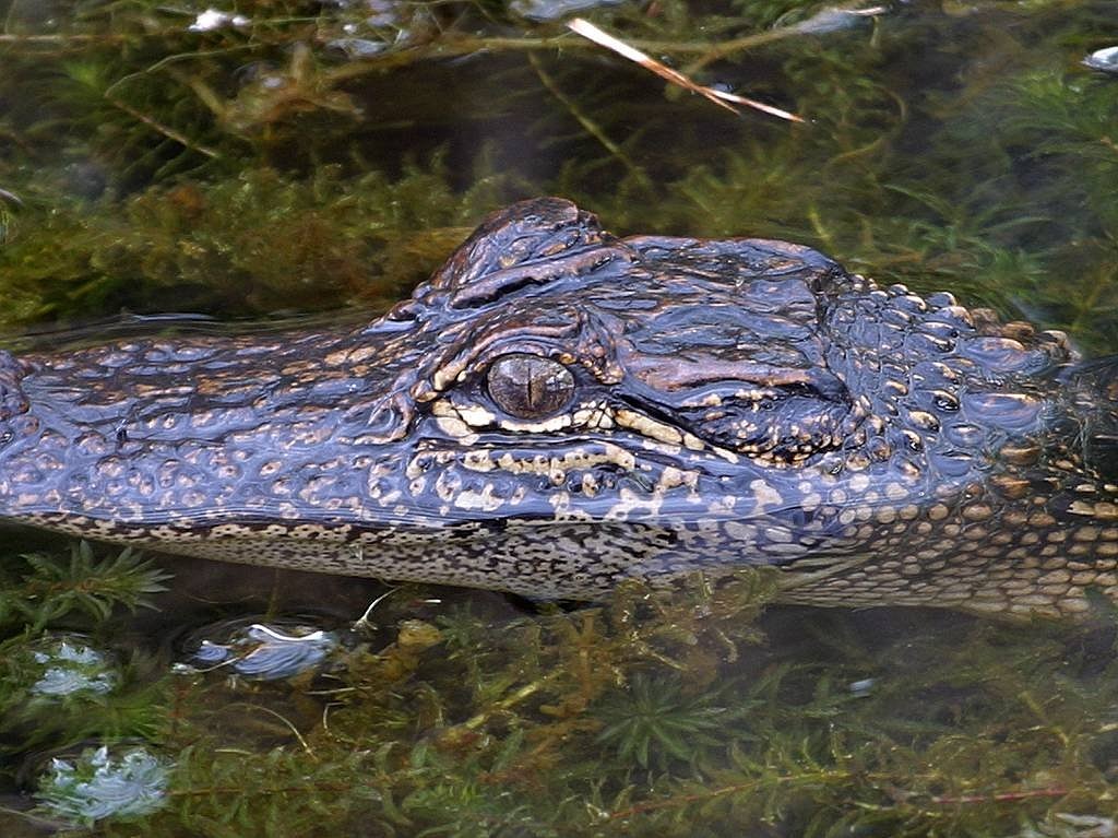 a close up of an alligator in a body of water, a picture, by Emanuel Witz, hurufiyya, swampy, detailed head, family photo, by greg rutkowski