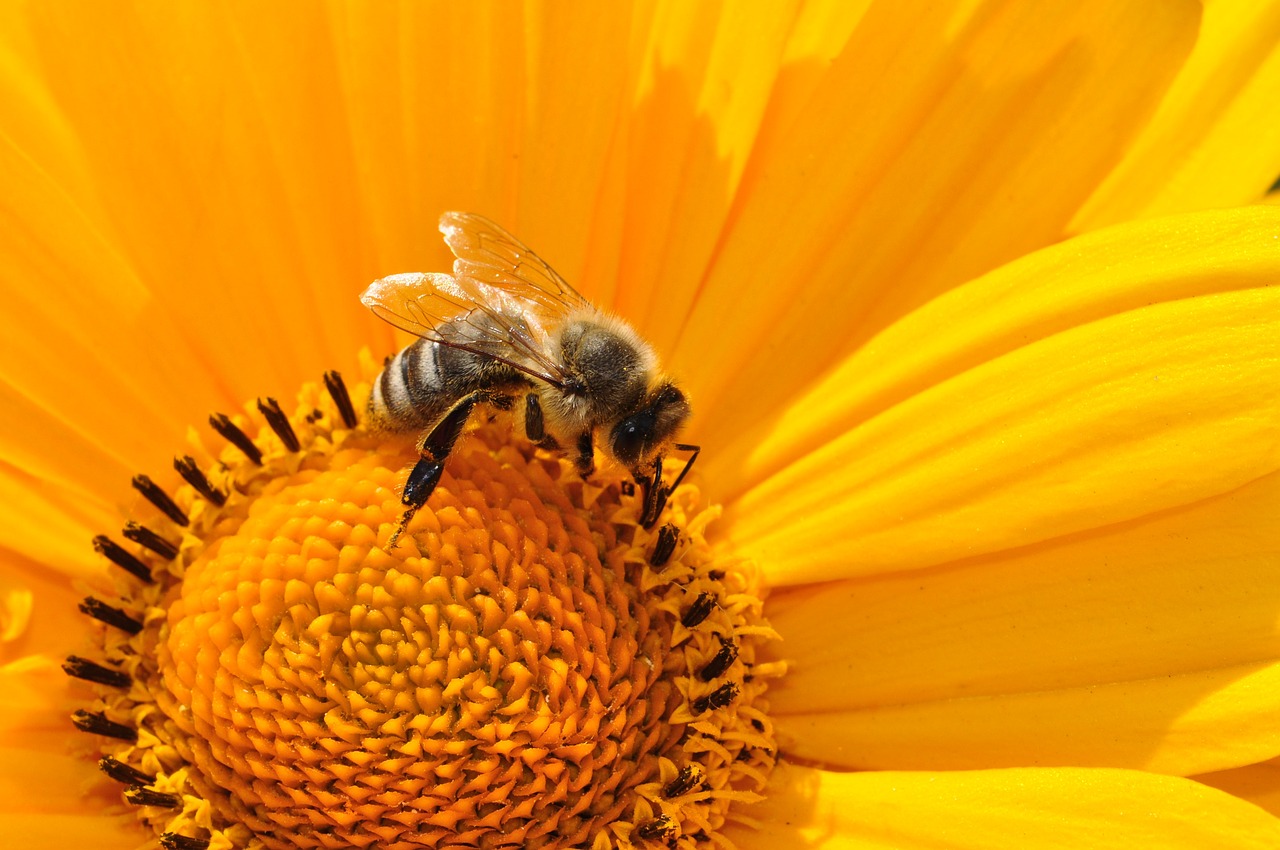 a bee sitting on top of a yellow flower, by Jan Rustem, hexagon blocking the sun, warm sunshine, yellow and ornage color scheme, local conspirologist