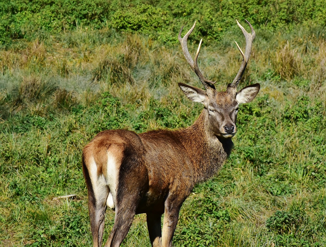 a deer that is standing in the grass, a picture, by Robert Brackman, pixabay, figuration libre, handsome man, curved horns!, 🦩🪐🐞👩🏻🦳, digital photograph