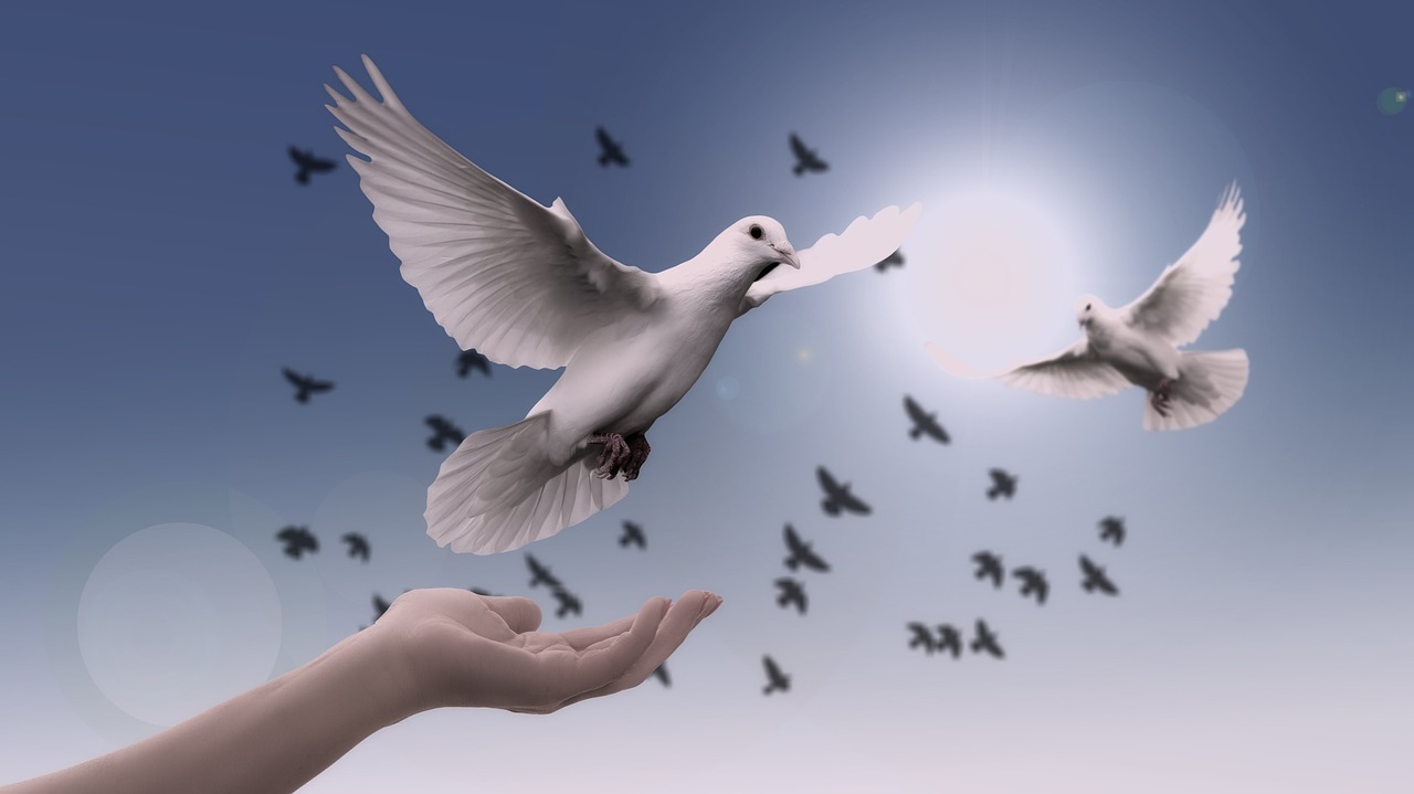 a person holding out their hand to a flock of birds, inspired by Jan Kupecký, white dove, healing through motion, 15081959 21121991 01012000 4k, centred