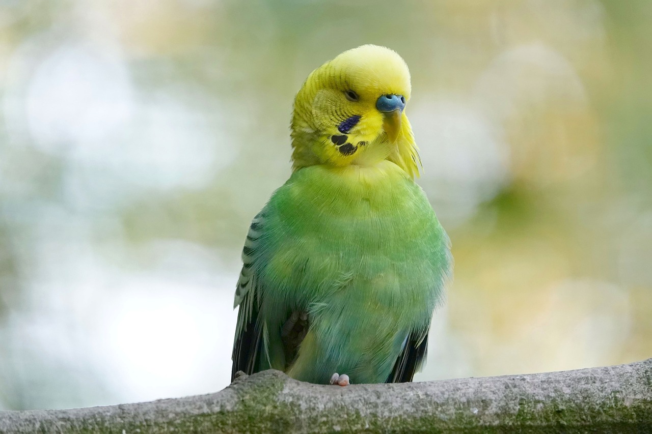 a yellow and green bird sitting on top of a tree branch, flickr, baroque, small blond goatee, green head, very beautiful and elegant, jaw-dropping beauty