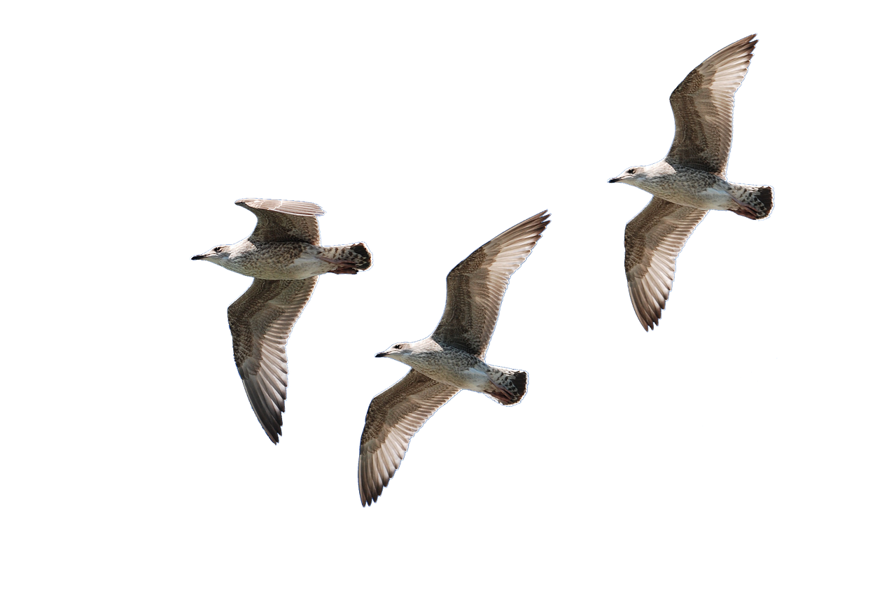 a couple of birds that are flying in the sky, by Jan Rustem, three birds flying around it, against a deep black background, high res photo, seals