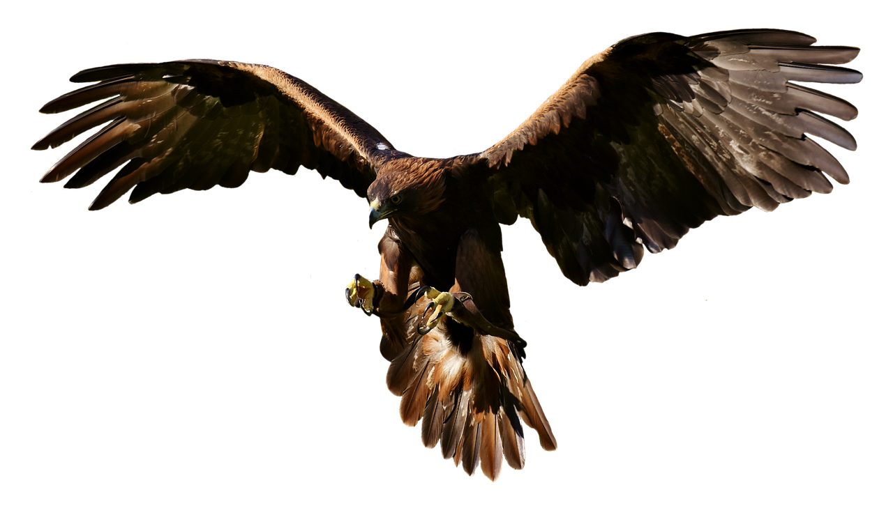 a bird that is flying in the air, a portrait, by Juergen von Huendeberg, pexels contest winner, hurufiyya, 8 k. volumetric lighting. dark, raptors, highly detailed 4 k painting, golden wings