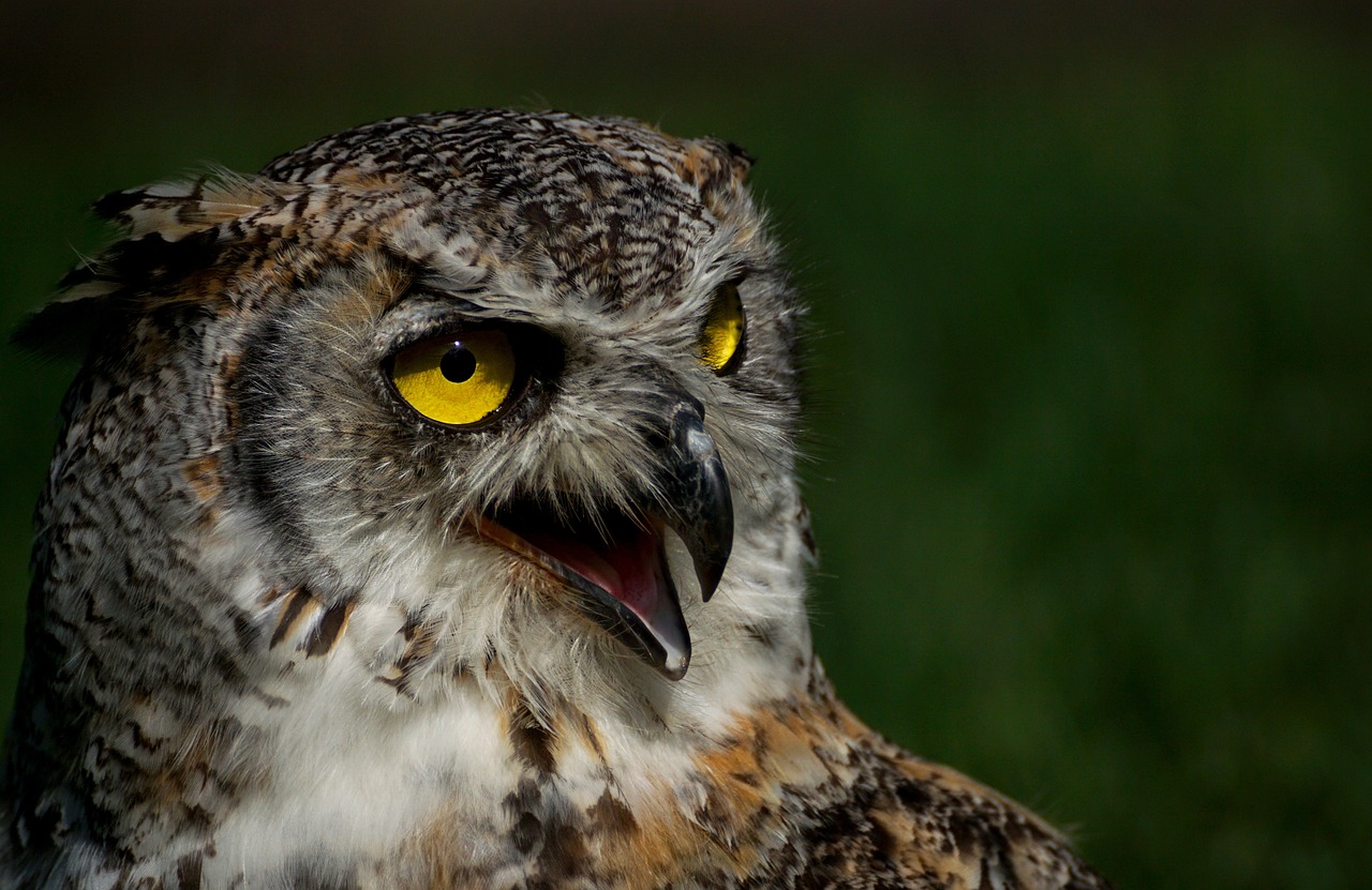 a close up of an owl with yellow eyes, hurufiyya, yelling, museum quality photo, high res photo