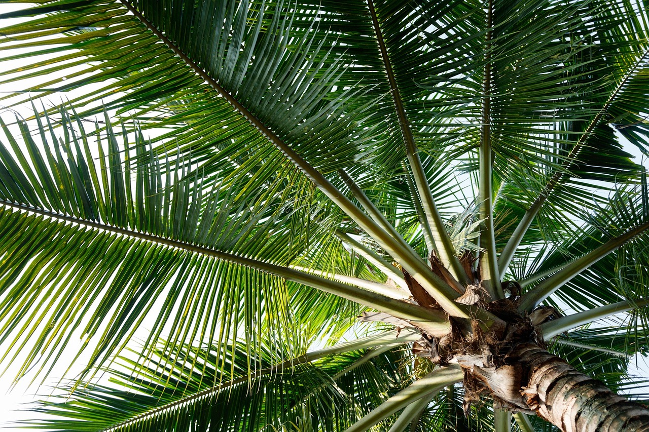 a view up at the top of a palm tree, hurufiyya, view from inside, vietnam, closeup - view, al fresco