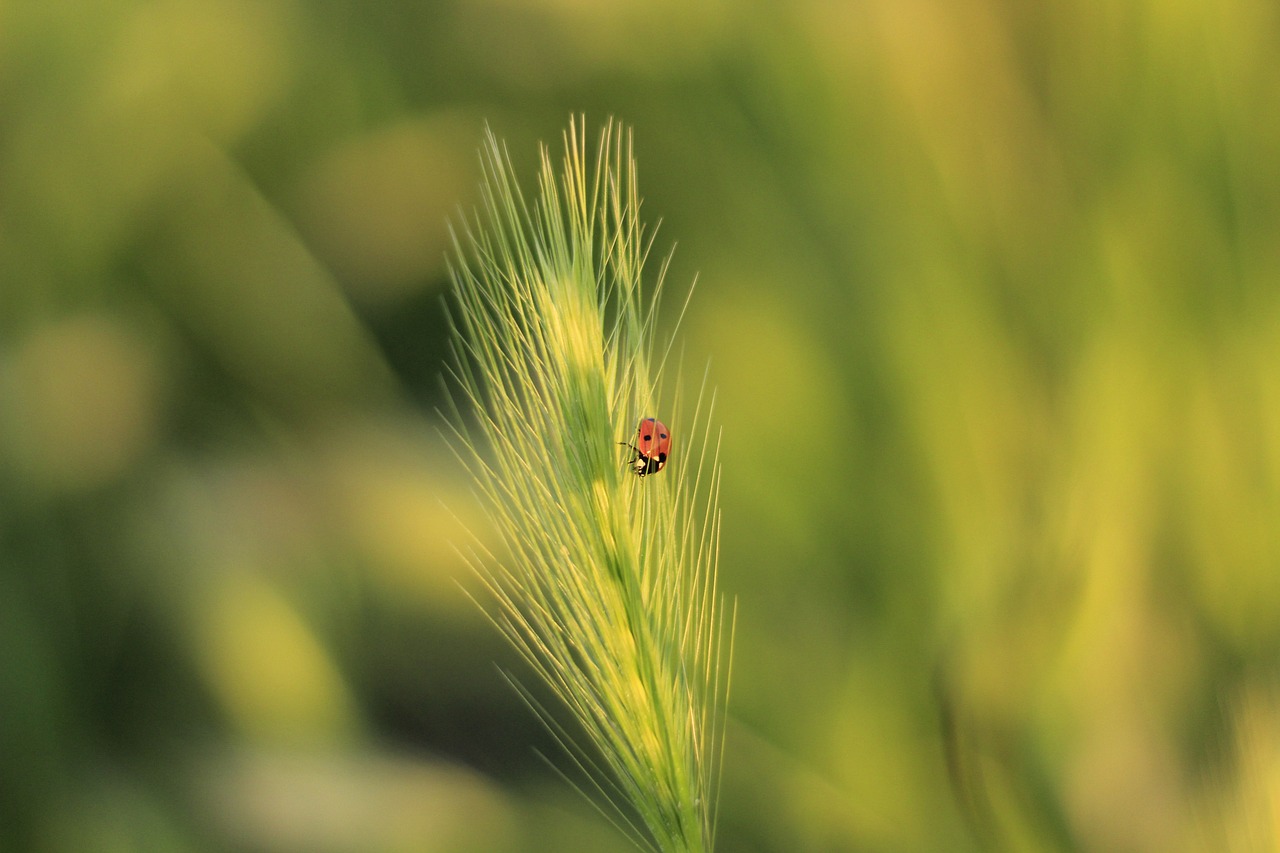 a ladybug sitting on top of a green plant, a macro photograph, figuration libre, on the vast wheat fields, early in the morning, flash photo, 2 0 2 2 photo