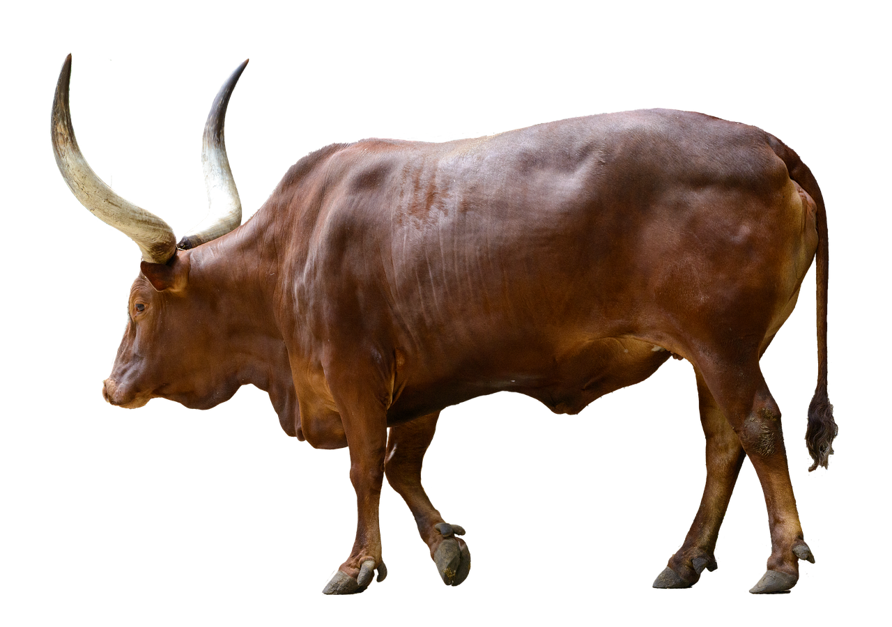 a brown bull with large horns standing in front of a black background, a digital rendering, inspired by Giuseppe Bernardino Bison, full - view, istockphoto, steel bull run, female looking