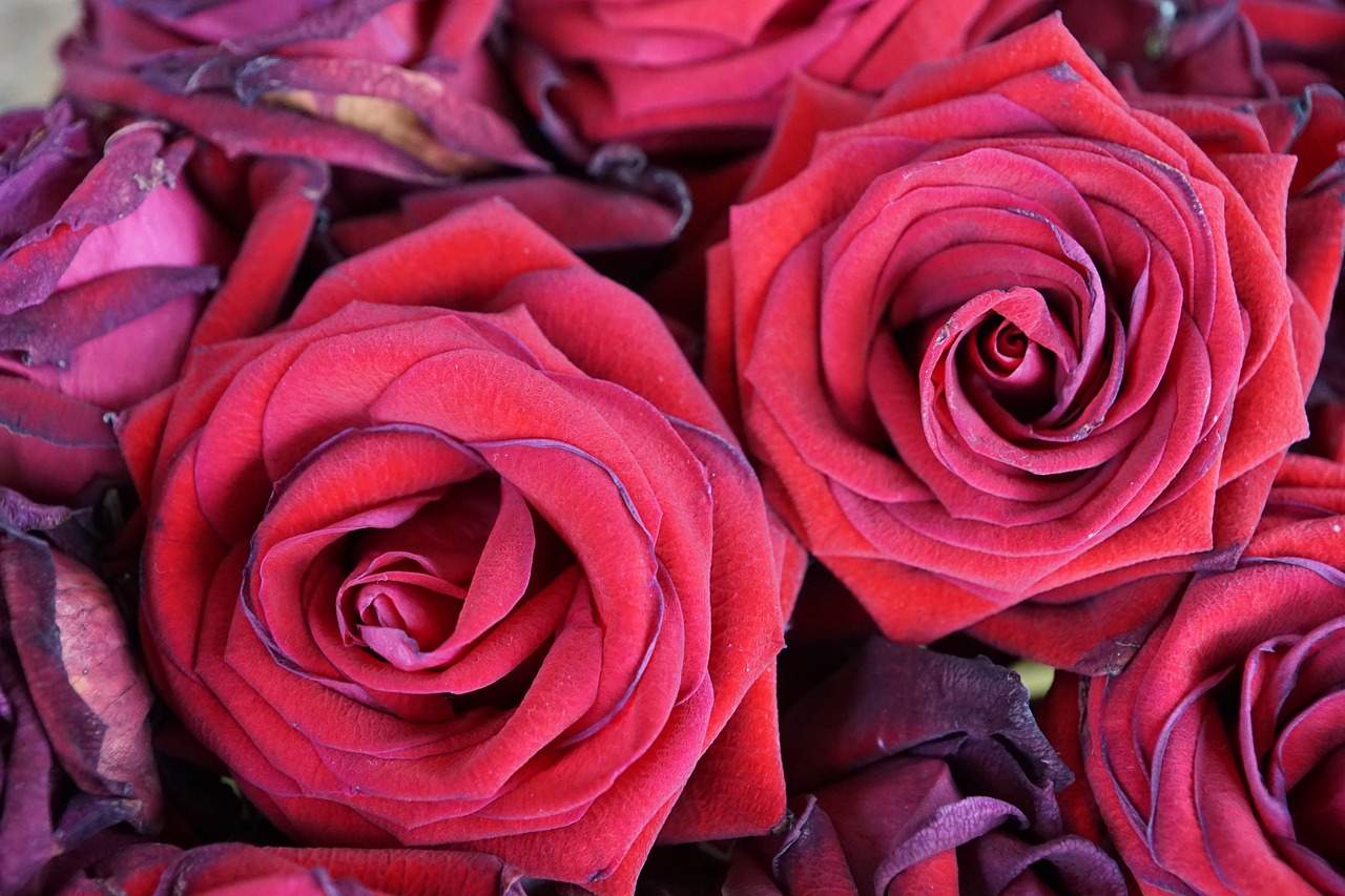 a close up of a bunch of red roses, romanticism, rich decaying colors!, rich deep pink, gradient red to black, rich vibrant detailed textures