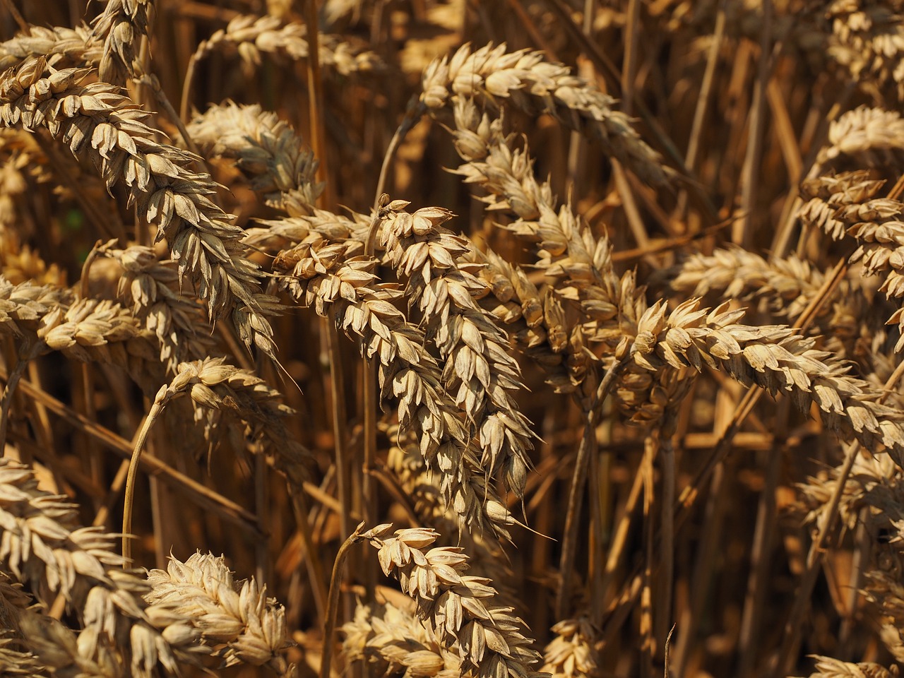a close up of a bunch of wheat in a field, by David Simpson, symbolism, stock photo, yeast, viewed from afar, ready to eat