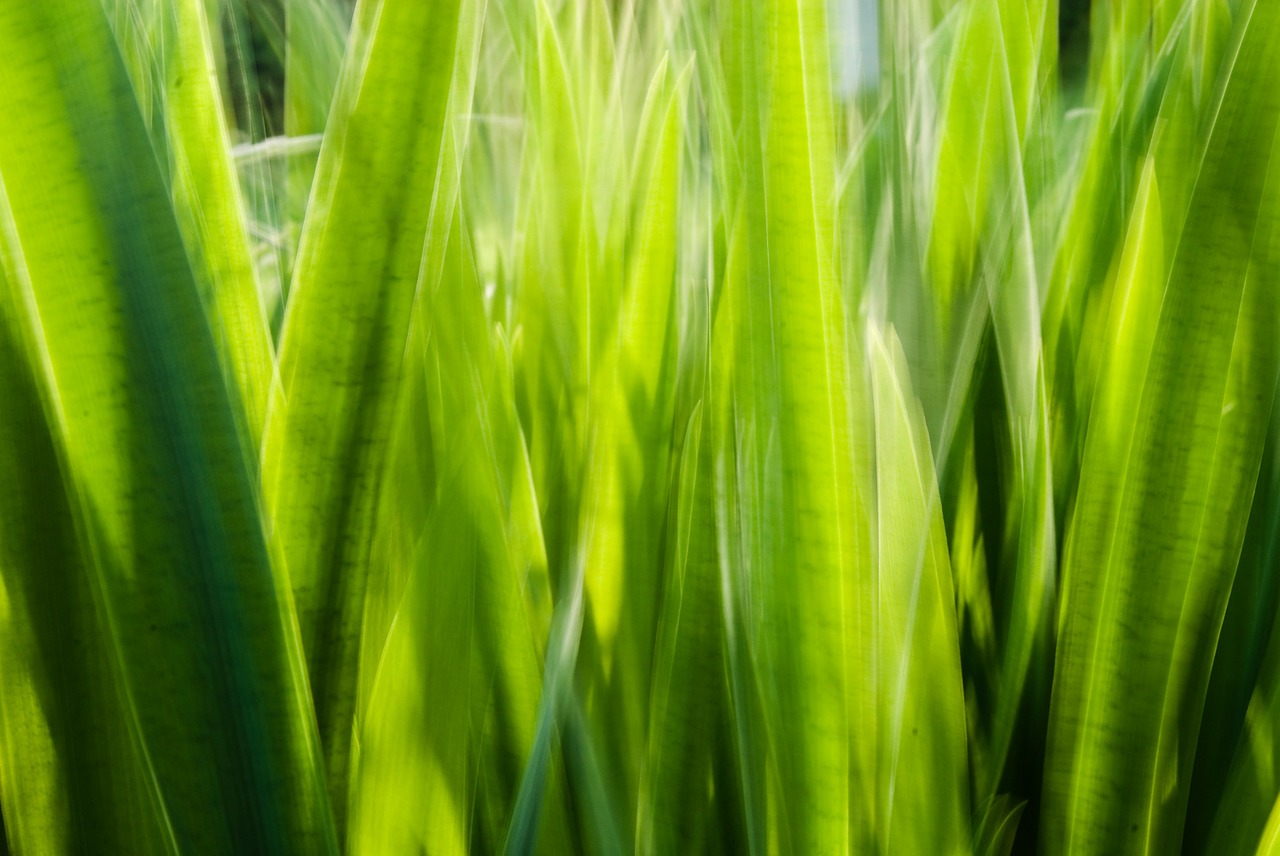 a blurry photo of tall green grass, a picture, by Erwin Bowien, unsplash, lyrical abstraction, tropical leaves, slow exposure hdr 8 k, sunlit, detailed sharp photo