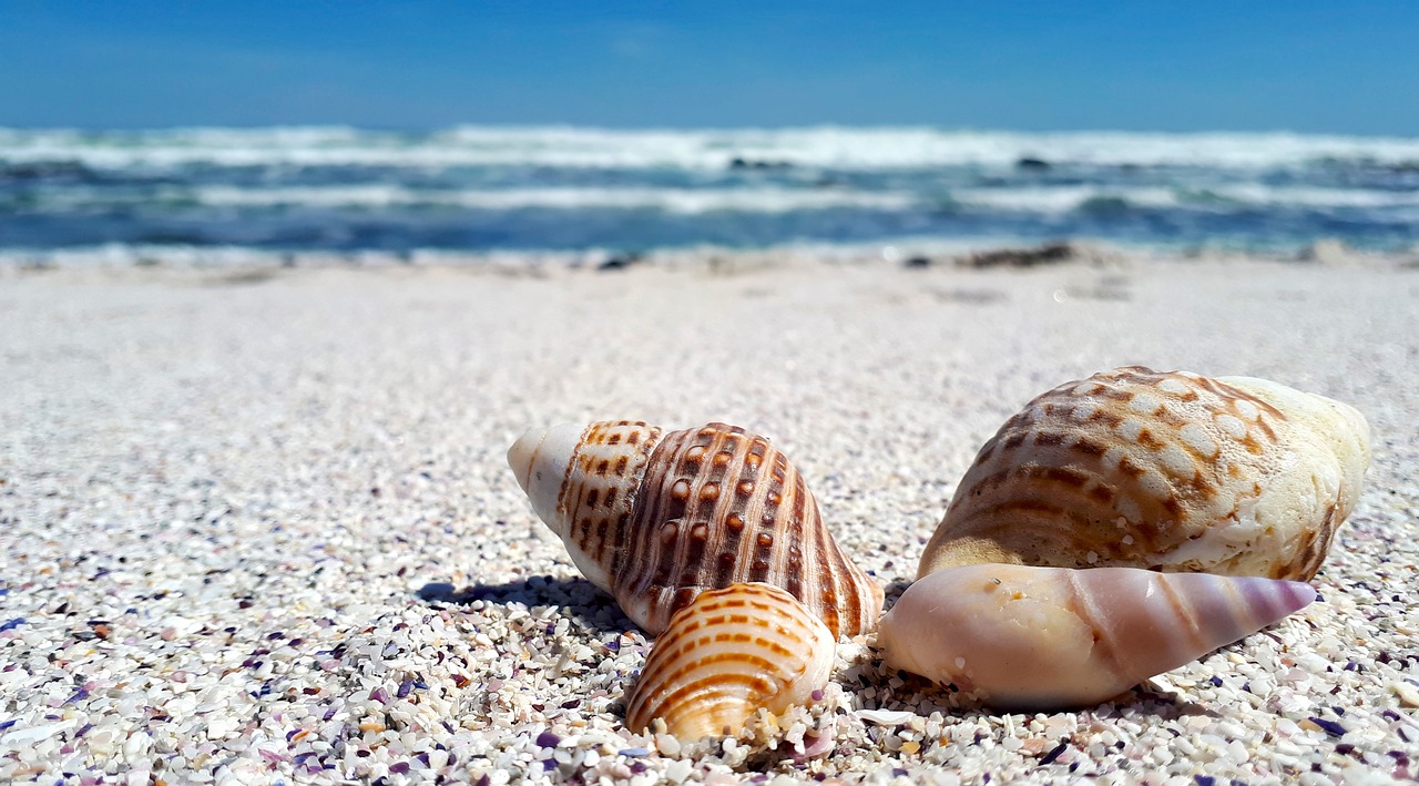 a couple of shells sitting on top of a sandy beach, iphone wallpaper, south african coast, beautiful day, 4k high res