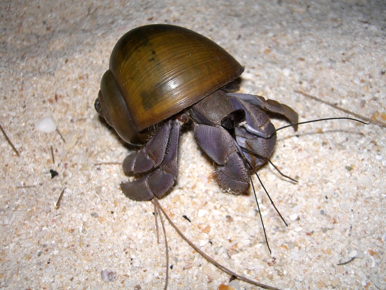 a close up of a small crab with a shell on it's back, flickr, dada, cockroach, tick helmet, malaysian, 2009)
