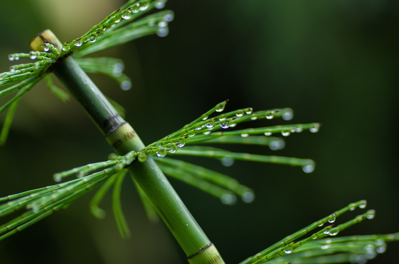 a close up of a plant with water droplets on it, a macro photograph, minimalism, in a bamboo forest, very sharp and detailed photo, pine, after rain and no girls