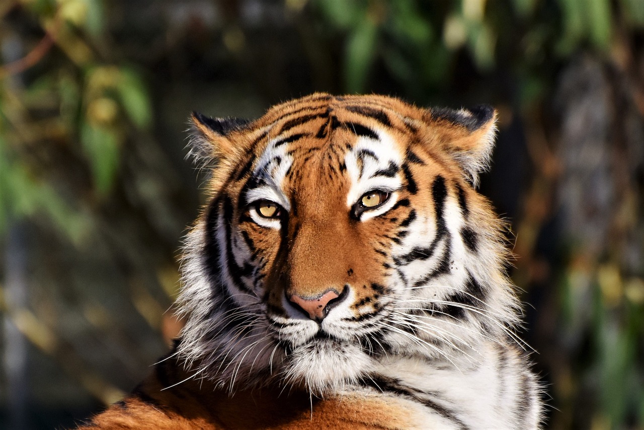 a close up of a tiger's face with trees in the background, a picture, by Dietmar Damerau, pixabay, sumatraism, sfw version, handsome girl, wise appearance, intense sunlight