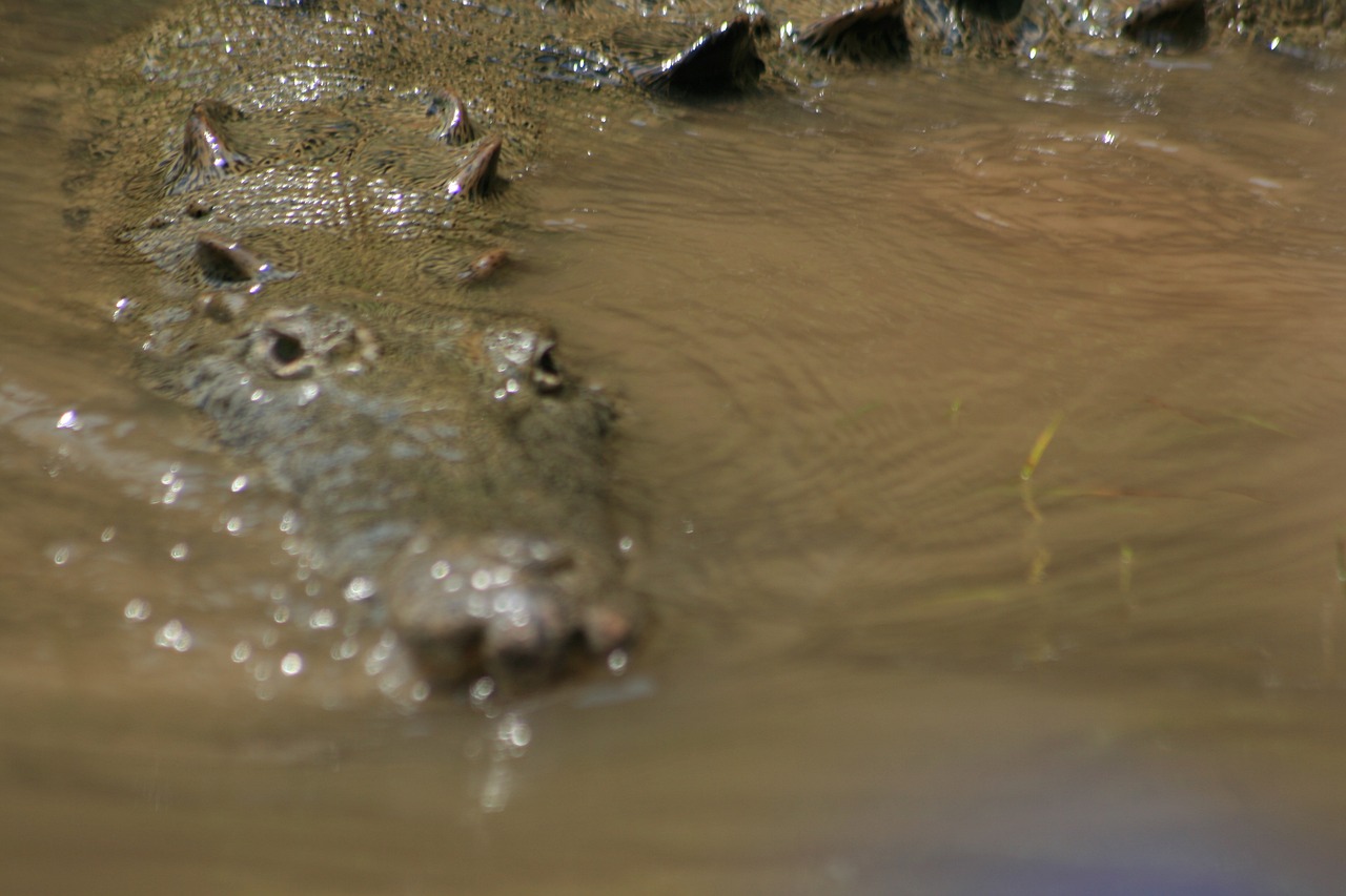 a close up of a crocodile in a body of water, hurufiyya, medium wide shot, uhd candid photo of dirty, detailed zoom photo, 33mm photo