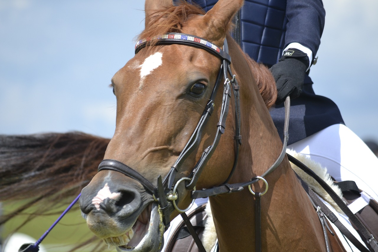 a woman riding on the back of a brown horse, a portrait, by Robert Brackman, pixabay, closeup. mouth open, performance, snout under visor, modern high sharpness photo