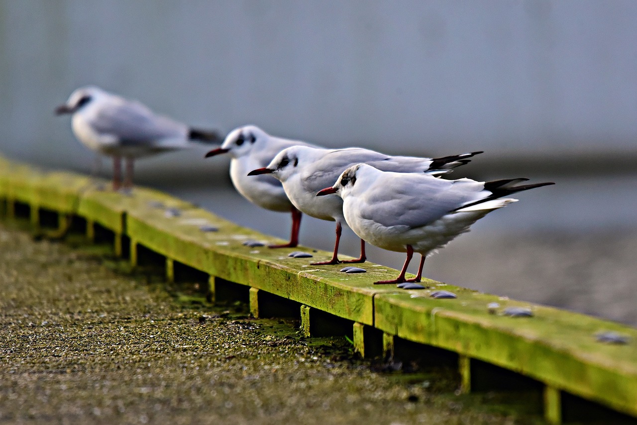 a group of seagulls standing on a wooden ledge, a photo, catwalk, damp, modern very sharp photo