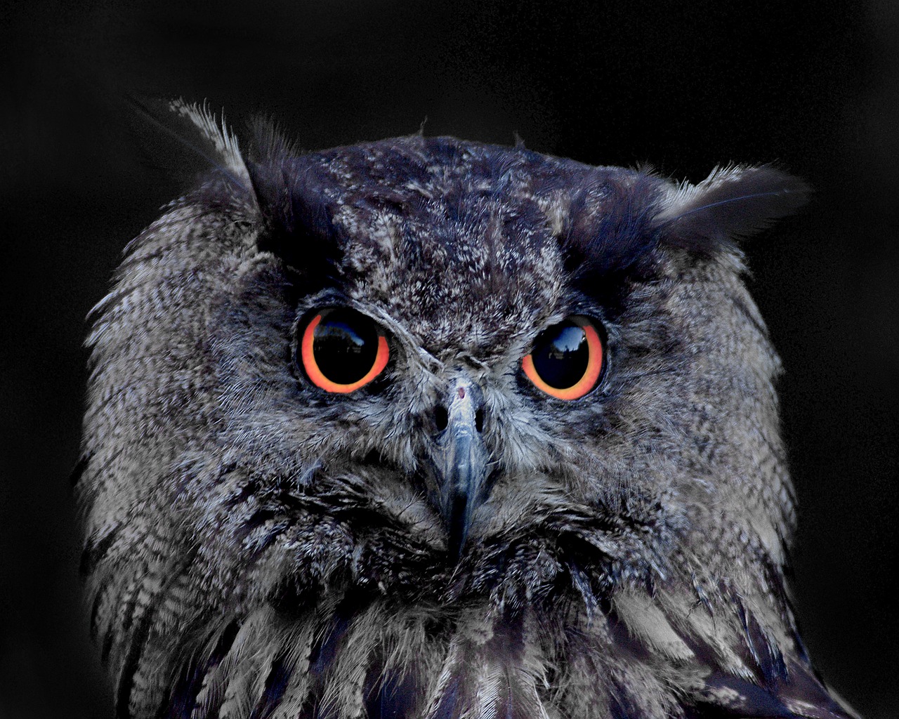 a close up of an owl with orange eyes, a portrait, by Dietmar Damerau, shutterstock contest winner, on black paper, chiroptera head, serious business, aaaaaaaaaaaaaaaaaaaaaa