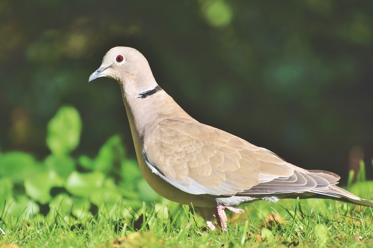 a bird that is standing in the grass, renaissance, with a white complexion, purple. smooth shank, dove in an ear canal, flat triangle - shaped head