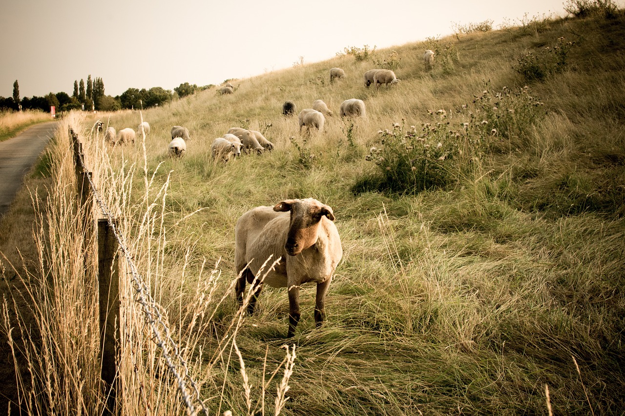 a herd of sheep standing on top of a grass covered hillside, inspired by Jean-François Millet, flickr, petzval lens. featured on flickr, eyes!, late summer evening, slice of life”