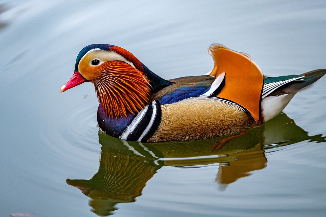 a colorful bird floating on top of a body of water, by Jan Rustem, shutterstock, donald duck in real life, beautiful craftsmanship, photorealism. trending on flickr, traditional beauty